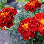Marigold Select Hybrids