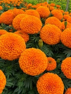 Marigold Select Hybrids