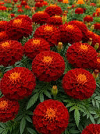 Marigold Select Hybrids
