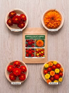 Marigold Select Hybrids