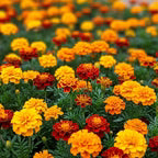 Marigold Select Hybrids